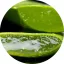 Aloe Vera illatolaj 100 ml