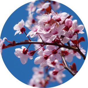Cseresznyevirág illatolaj