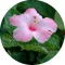 Hibiszkusz illatolaj