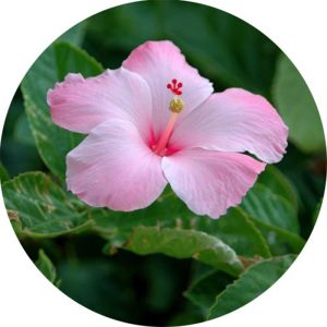 Hibiszkusz illatolaj 100 ml