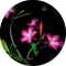 Night Flower Allergén mentes illatolaj 100 ml