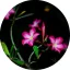 Night Flower Allergén mentes illatolaj 100 ml