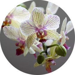 Orchidea 100% illatolaj