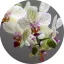 Orchidea 100% illatolaj