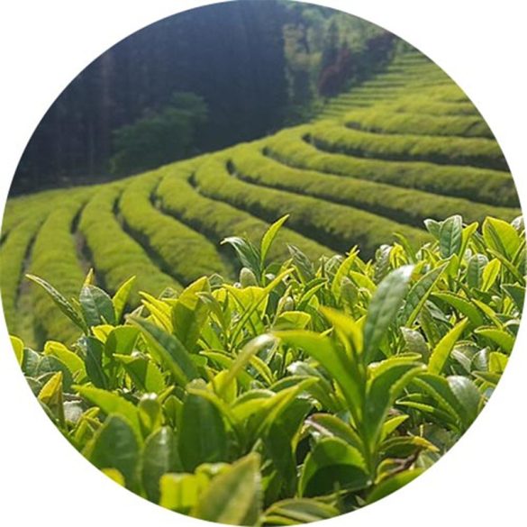 Zöld tea illatolaj