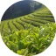 Zöld tea illatolaj 100 ml