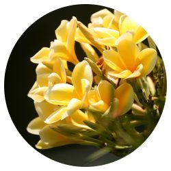 Ylang & tuberosa gyertyaillat - 10 ml