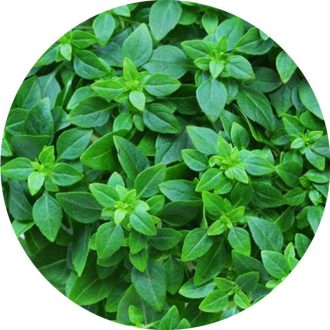 Bazsalikom természetes 100% tisztaságú illóolaj