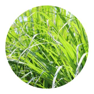 Citronella illóolaj