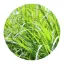 Citronella illóolaj