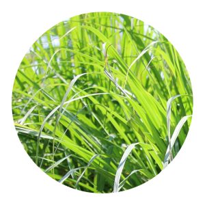 Citronella illóolaj 100 ml