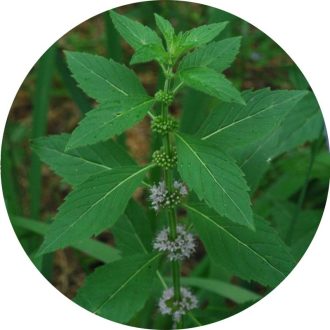 Japán menta illóolaj