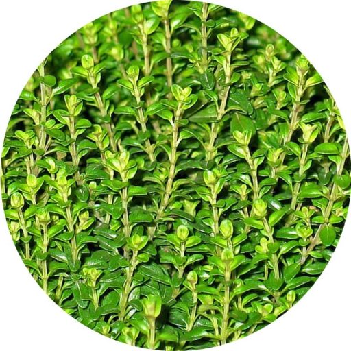 Kakukkfű illóolaj 50 ml