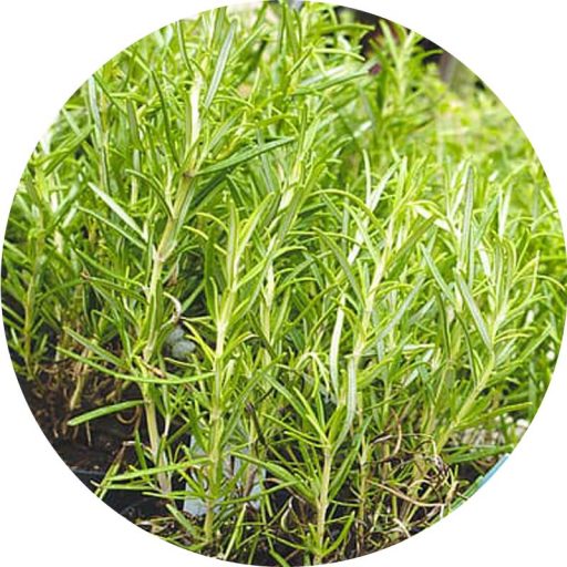 Rozmaring illóolaj 100 ml