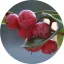 Wintergreen illóolaj 50 ml