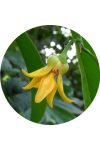 Ylang - Ylang illóolaj Ylang - Ylang illóolaj