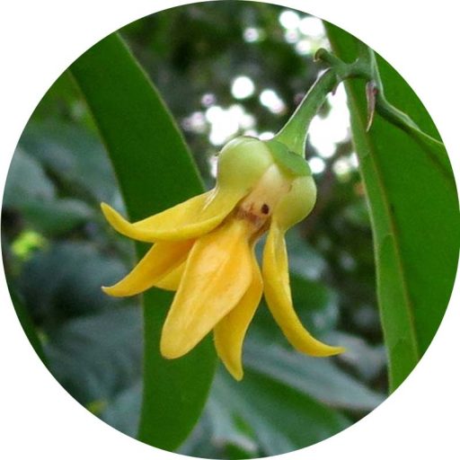 Ylang - Ylang illóolaj