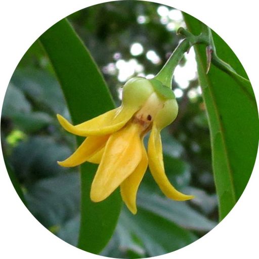 Ylang - Ylang illóolaj 100 ml