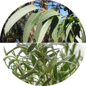 Eucaliptus & White Thyme illóolaj - 10 ml