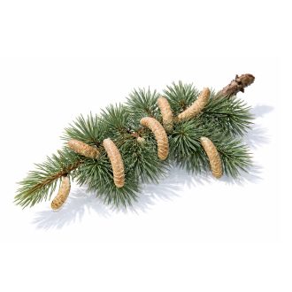   Himalájai Cédrus 100% tisztaságú, természetes illóolaj 10 ml