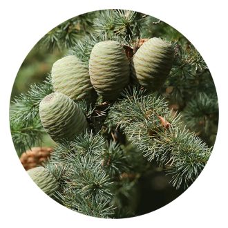   Cédrus USA 100% tisztaságú, természetes illóolaj - 10 ml