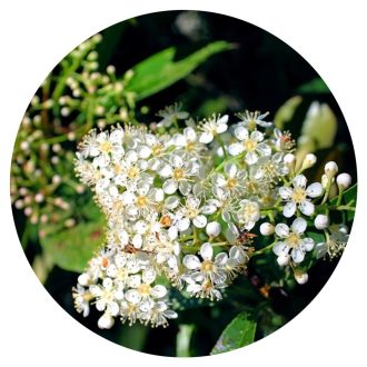 Amyris illóolaj - 10 ml