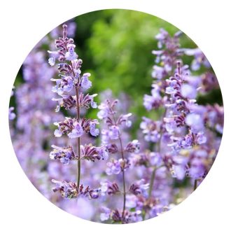 Illatos Macskamenta illóolaj - Catnip illóolaj - 5 ml