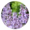 Illatos Macskamenta illóolaj - Catnip illóolaj - 5 ml